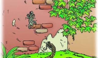 小壁虎借尾巴 小壁虎借尾巴